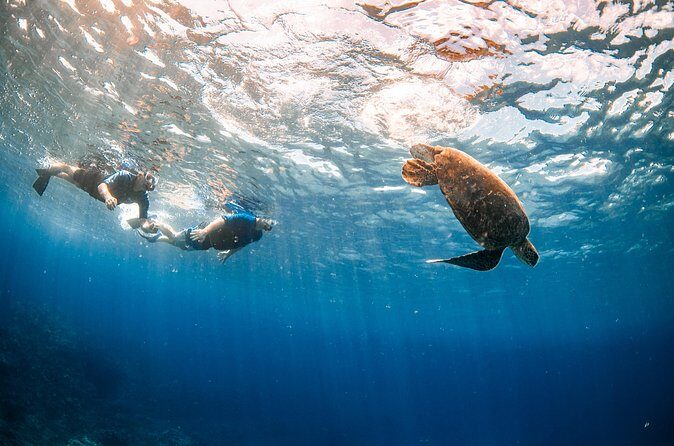 Snorkel with Turtles and Free Underwater Photos Lahaina - FAQ