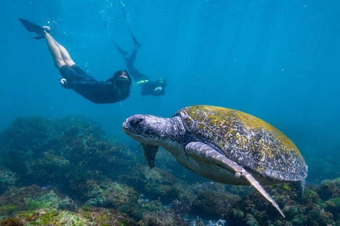Snorkel With Turtles Gold Coast - Snorkeling Locations