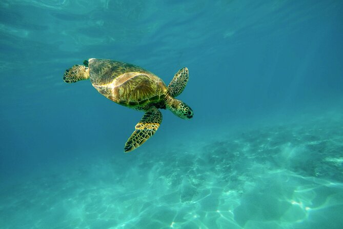 Snorkel With Turtles Gold Coast - Snorkeling Equipment and Preparation
