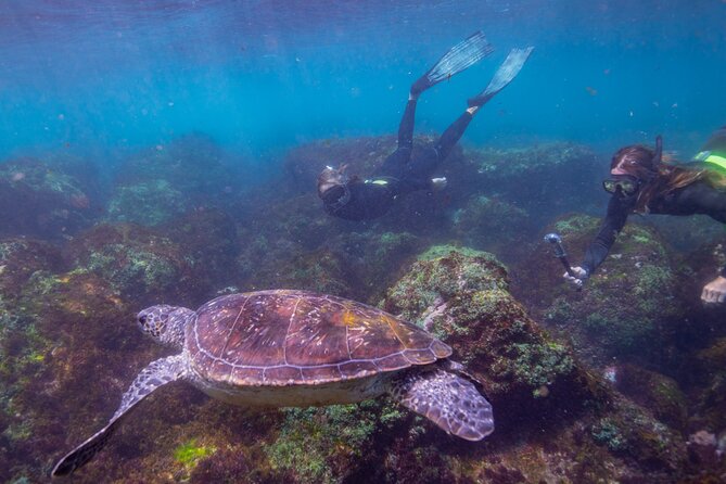 Snorkel With Turtles Gold Coast - Common Questions