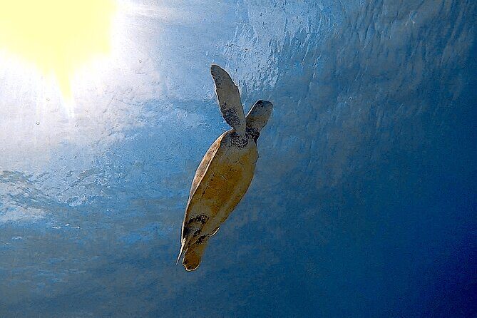 Snorkel with Turtles & see the Flamingos - Duration and Group Size