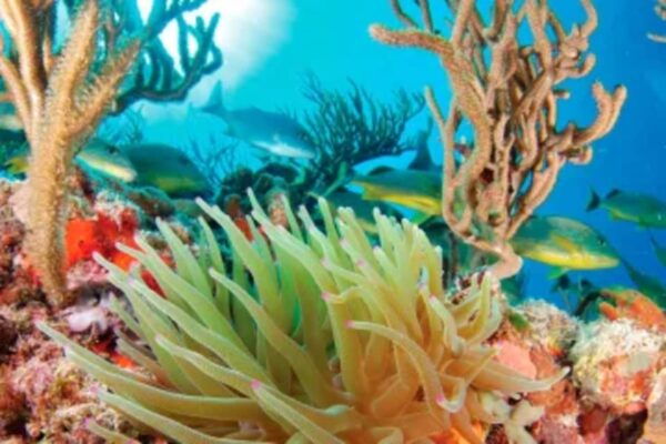 Snorkel Xtreme Adventure - Certified Bilingual Guide