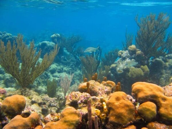 Snorkel Xtreme Adventure - Frequently Asked Questions