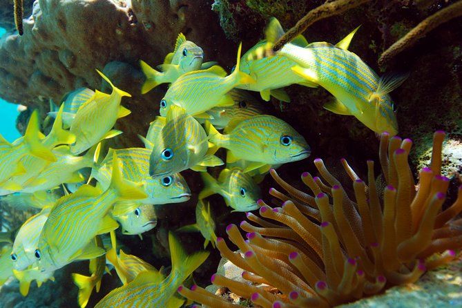 Snorkel Xtreme Cancun - Itinerary for Snorkel Xtreme Cancun