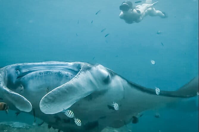 Snorkeling 3 Spots with GoPro & West Coast Tour Nusa Penida - Authentic Experiences and Hidden Gems  