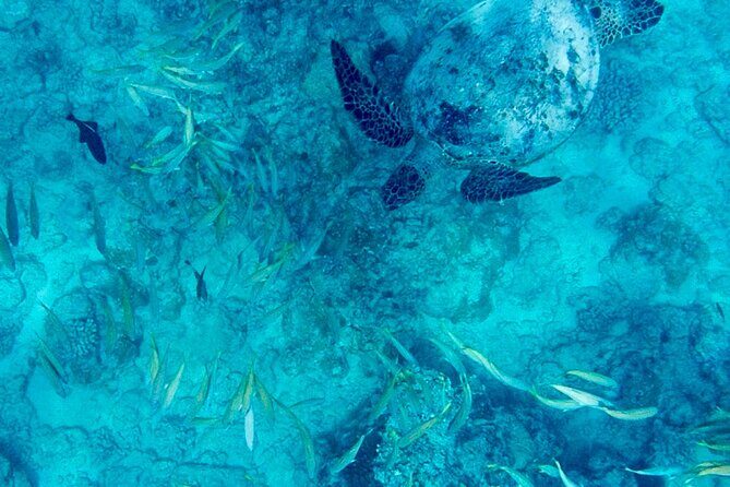 Snorkeling Adventure at Turtle Canyon - What to Expect from the Turtle Canyon Snorkeling Tour