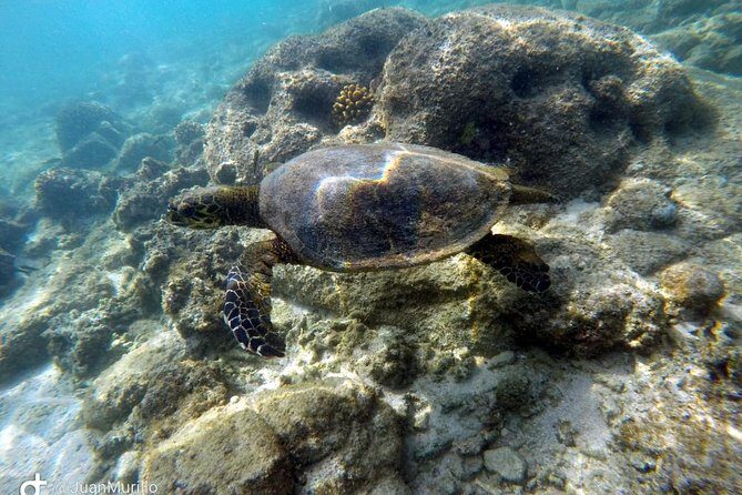 Snorkeling Adventure Cabo Pulmo - Snorkeling Adventure Cabo Pulmo: An In-Depth Look