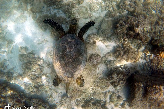 Snorkeling Adventure Cabo Pulmo - The Sum Up: Who Should Consider This?