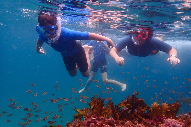 Snorkeling Adventure for Kids with Private Guide In Sydney - Good To Know