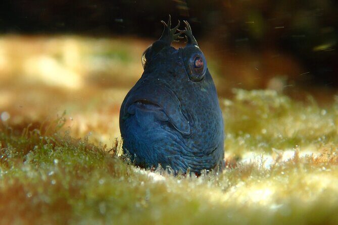 Snorkeling Adventure for Kids with Private Guide In Sydney - The Marine Life You Might Encounter