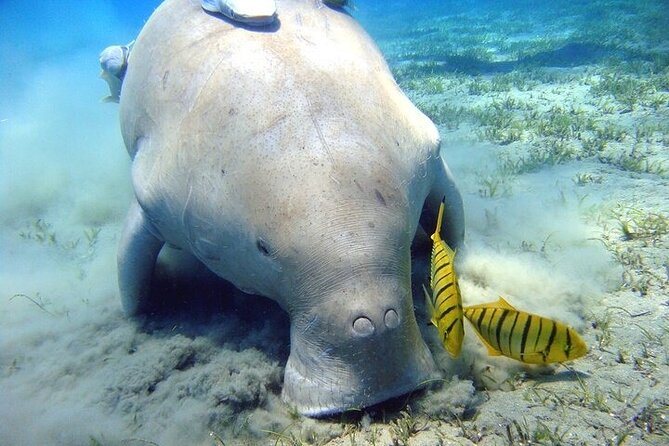 Snorkeling Adventure In Abu Dabbab Beach - Reviews