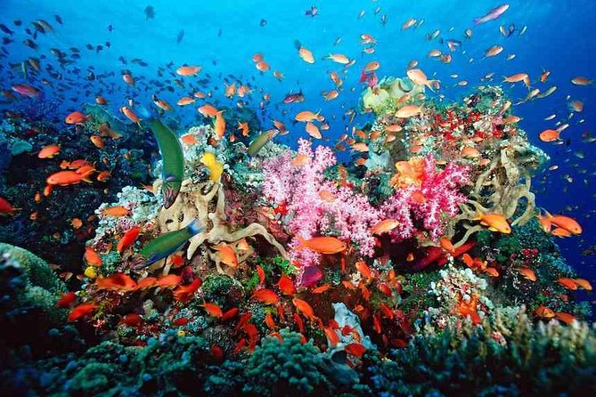Snorkeling Adventure in Puerto Morelos Includes Snack, Water and Round Trip. - Good To Know