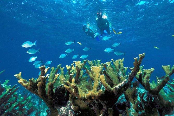 Snorkeling Adventure in Puerto Morelos Includes Snack, Water and Round Trip. - Overview of the Snorkeling Adventure