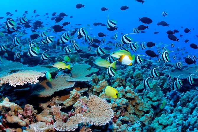 Snorkeling Adventure in Puerto Morelos Includes Snack, Water and Round Trip. - Walking Tour of Downtown With Handicraft Demonstrations