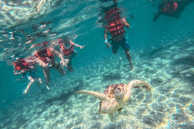 Snorkeling Adventure Swim with Sea Turtles at Akumal - Good To Know