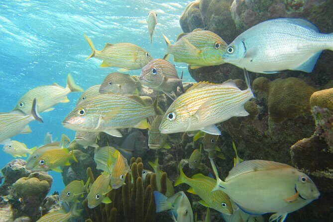 Snorkeling Adventure Swim with Sea Turtles at Akumal - Why This Tour Is Worth It