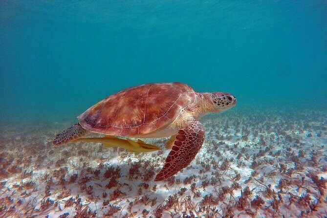 Snorkeling Adventure Swim with Sea Turtles at Akumal - Final Thoughts: Who Will Love This Experience?