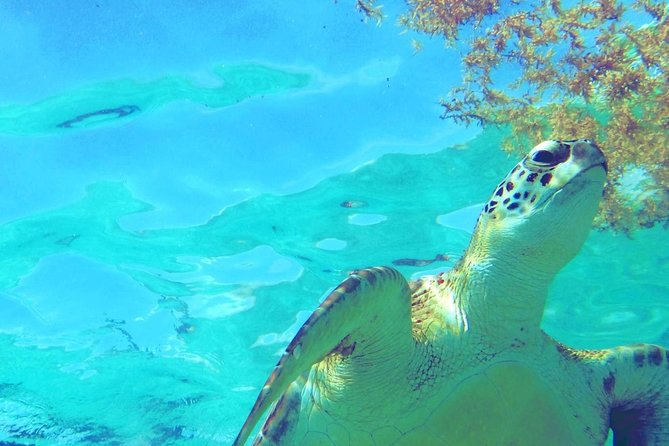 Snorkeling Adventure Tour Reef & Cenote - Experience and Highlights