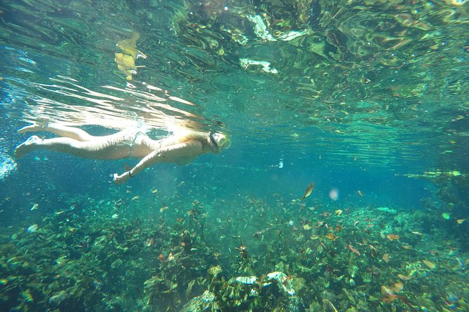 Snorkeling Adventure Tour Reef & Cenote - The Sum Up