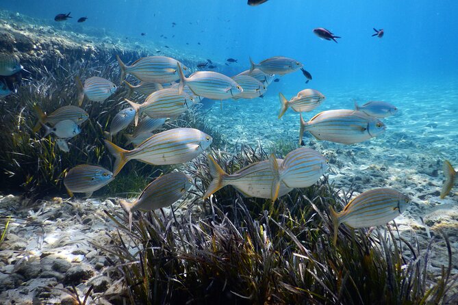 Snorkeling Adventure Trip - Overview of the Snorkeling Adventure Trip