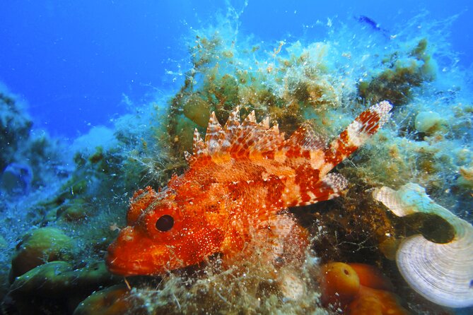 Snorkeling Adventure Trip - Additional Information and Safety Measures