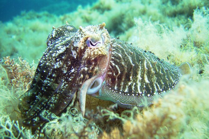 Snorkeling Adventure Trip - Equipment, Locations, and Customer Reviews