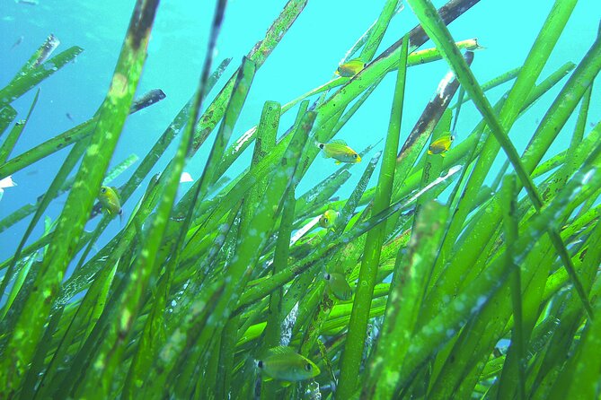 Snorkeling Adventure Trip - Common Questions