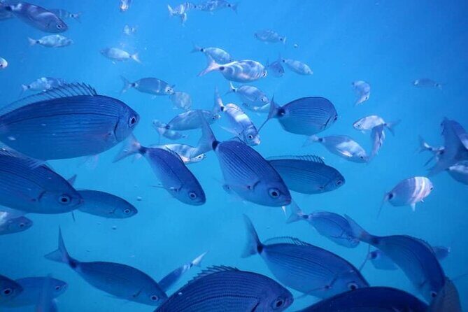 Snorkeling Adventure with Guide - Who Will Love This Tour?