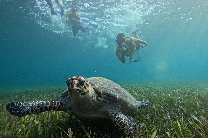 Snorkeling Adventure With Turtles for All, Even Non-Swimmers - Snorkeling Adventure Details