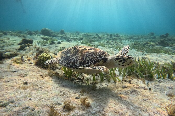Snorkeling Adventure With Turtles for All, Even Non-Swimmers - Meeting and Pickup Information