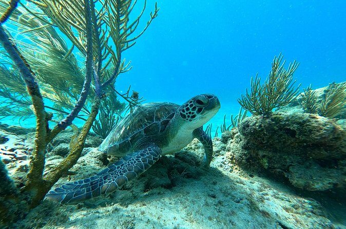 Snorkeling Aguadilla for Families with Children - The Sum Up