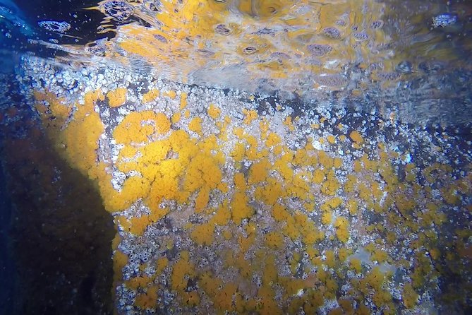 Snorkeling Among the Underwater Caves of Ischia Ponte - Common Questions