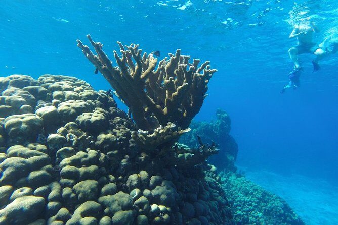 Snorkeling and Beach Club Access in Cozumel with Lunch - An Overview of the Tour Experience