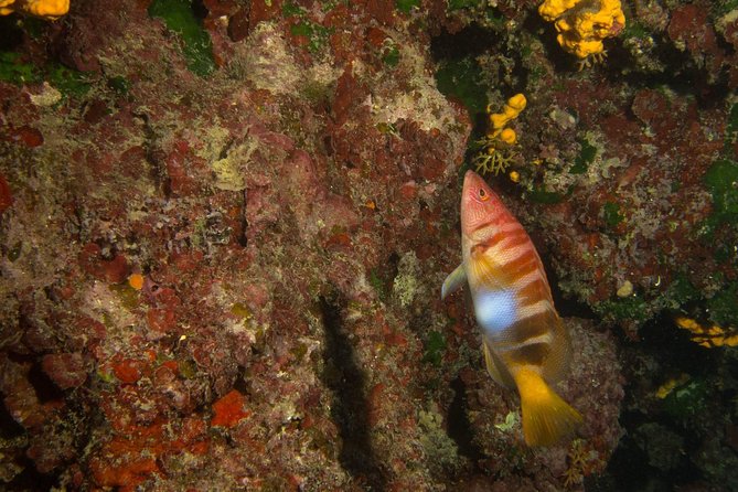 Snorkeling and Boat Tour in Crete - Snorkeling Spots and Recommendations