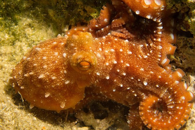 Snorkeling and Boat Tour in Crete - Common Questions