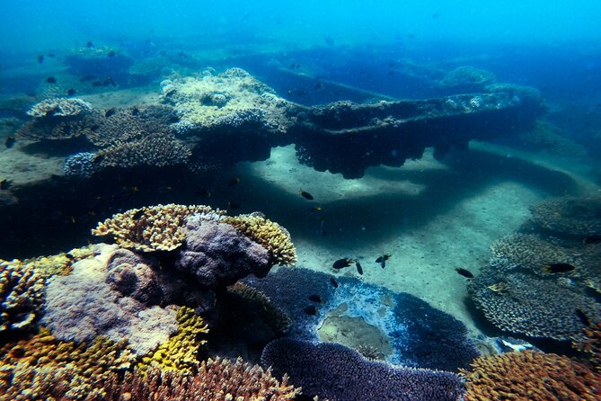 Snorkeling and Dolphin-Spotting Cruise at Moreton Island  - Brisbane - Meeting and Pickup Information