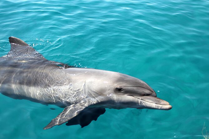 Snorkeling and Dolphin-Spotting Cruise at Moreton Island  - Brisbane - Disrupted Experience and Overall Recommendation