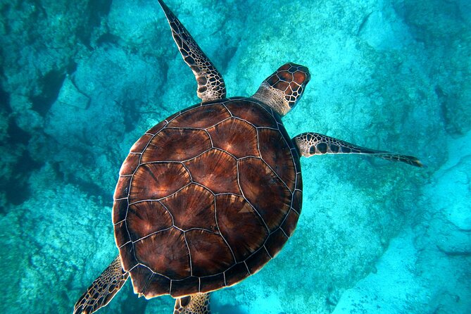 Snorkeling and Dolphin-Spotting Cruise at Moreton Island  - Brisbane - The Sum Up