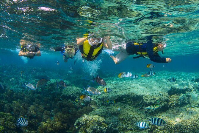 Snorkeling and Dolphin Watching with Lunch Package - Introduction