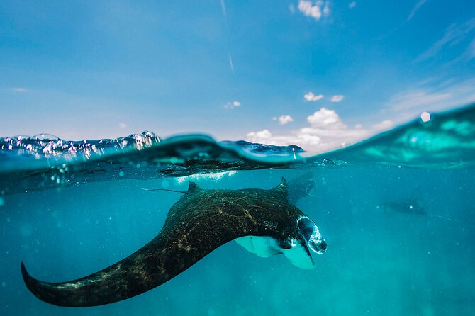 Snorkeling and Freediving Trip Around Nusa Penida - Trip Details and Highlights