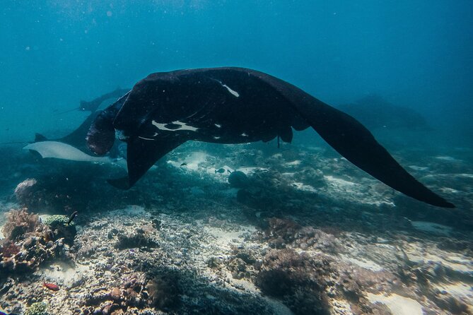 Snorkeling and Freediving Trip Around Nusa Penida - Trip Start and End Information