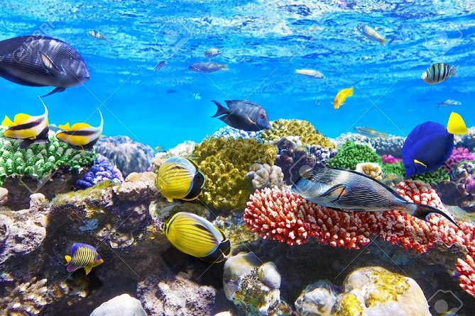 Snorkeling and Recreational Trip Tosharm El Naga Bay From Hurghada - Good To Know