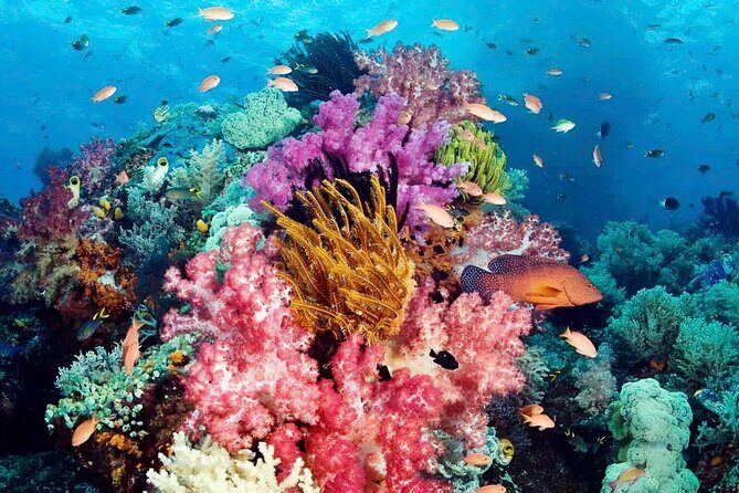 Snorkeling and Swimming in Phu Quoc 1 day trip - Authentic Traveler Insights