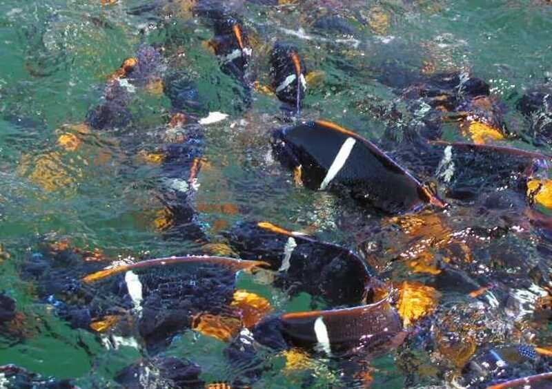 Snorkeling and Yelapa Beach Tour Majahuitas - Final Thoughts: Is This Tour Right for You?