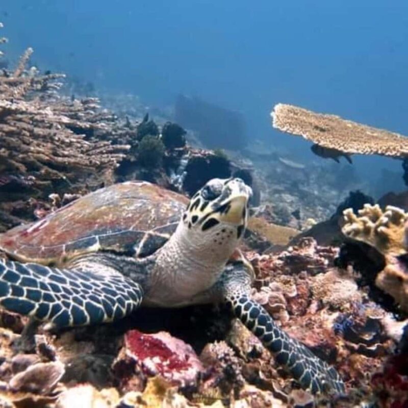 SNORKELING AT BLUELAGOON SPOT - Practical Tips for Your Blue Lagoon Snorkeling Day