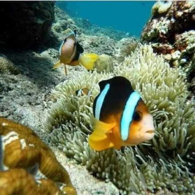 SNORKELING AT BLUELAGOON SPOT - Cost and Value Analysis