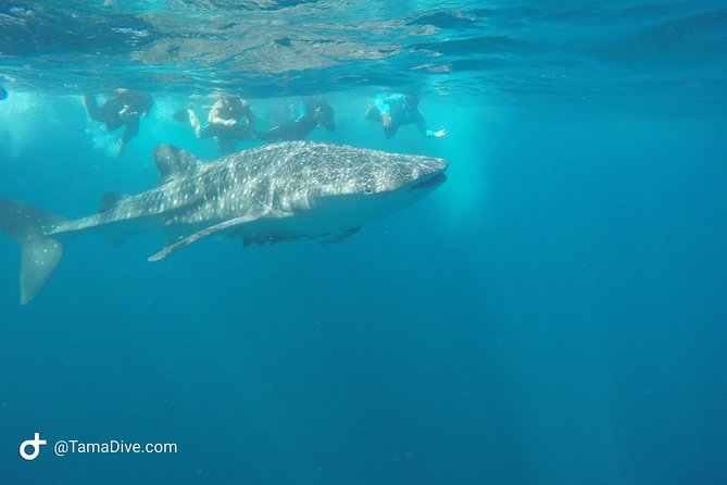 Snorkeling at Catalina Islands - Tour Highlights