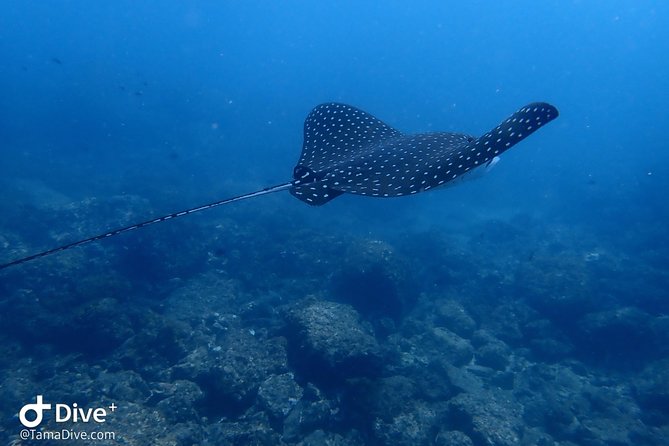 Snorkeling at Catalina Islands - Snorkeling Locations