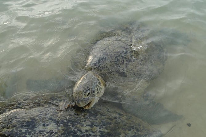 Snorkeling at Hikkaduwa - An In-Depth Look at the Hikkaduwa Snorkeling Tour