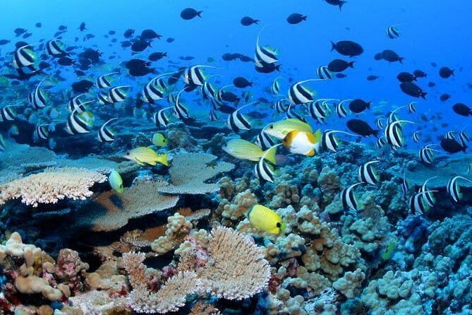 Snorkeling at Hikkaduwa - Final Thoughts: Is It Worth It?